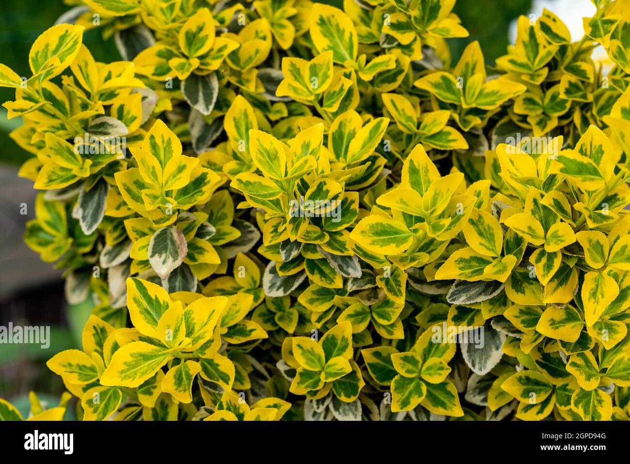 Yellow and green leaves of Euonymus fortunei emeralnd Stock Photo