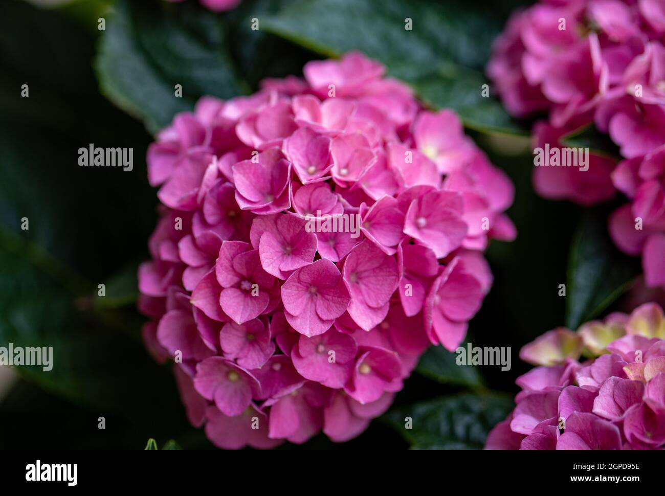 closeup of a beautiful pink hydrangea in garden Stock Photo - Alamy