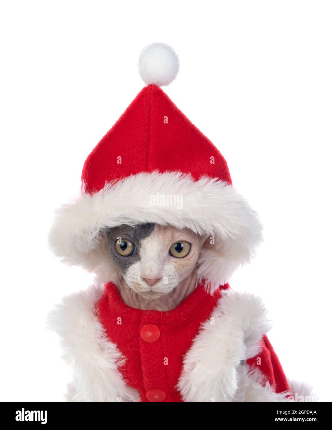 Sphinx cat with Christmas clothes isolated on a white background Stock  Photo - Alamy
