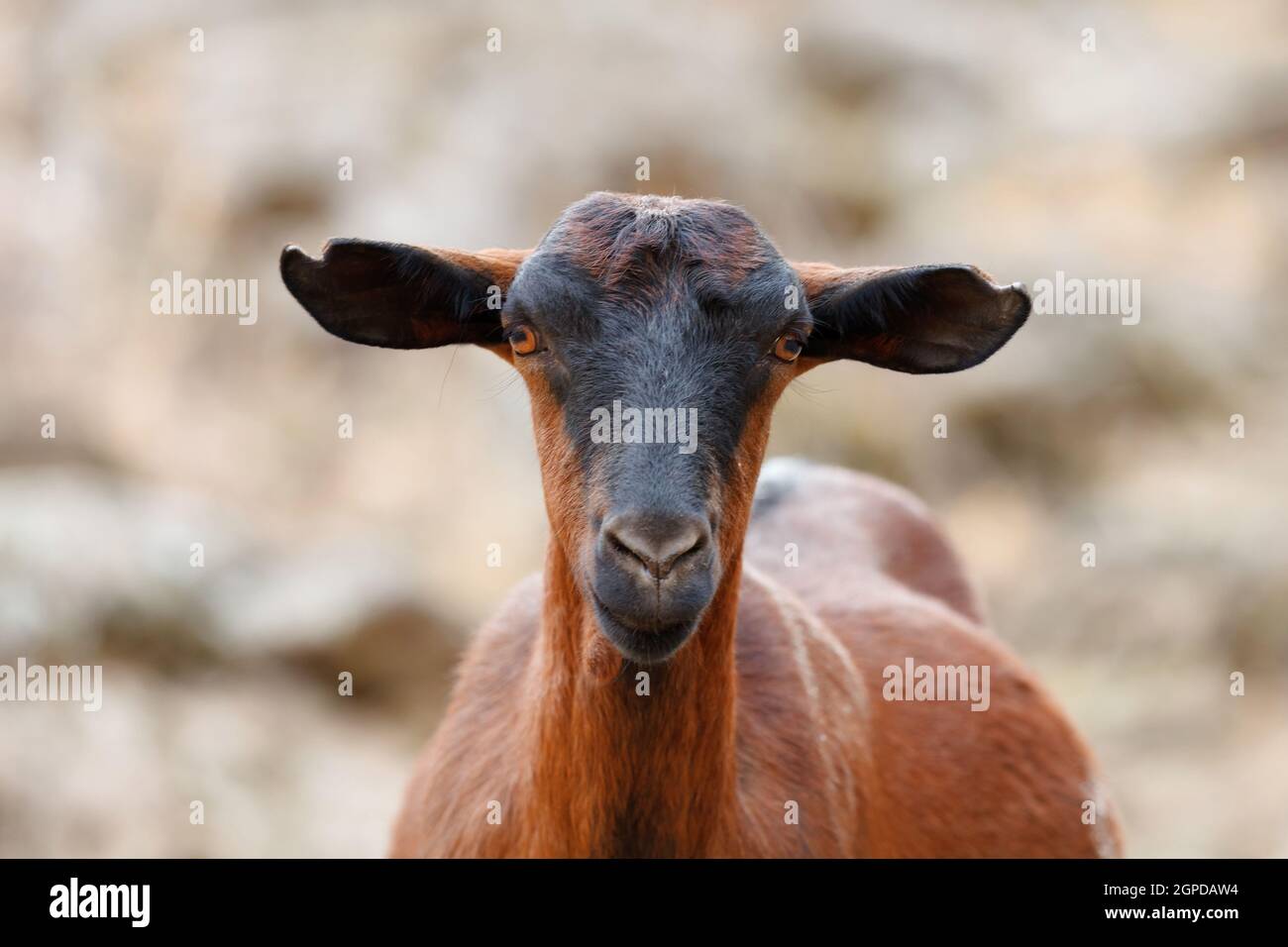 Brown goat walking in the countryside Stock Photo