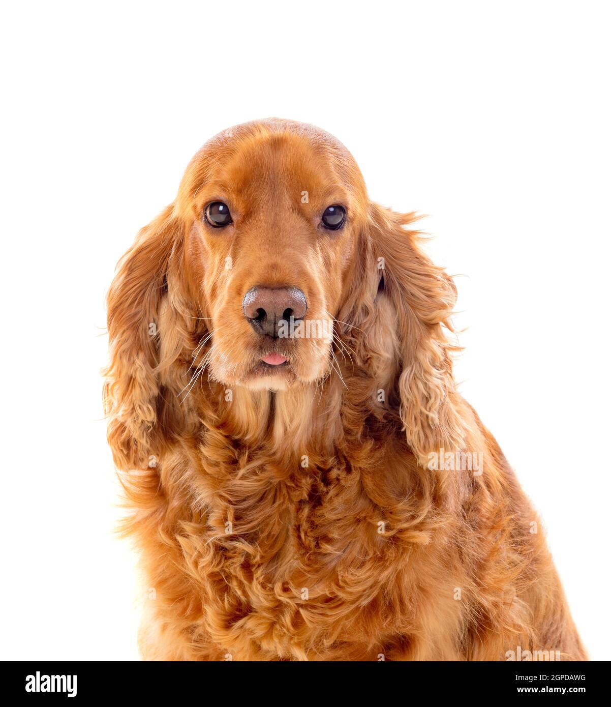 Chien Cocker Spaniel Anglais Nixie blue Of merrily, image size:1202x1390