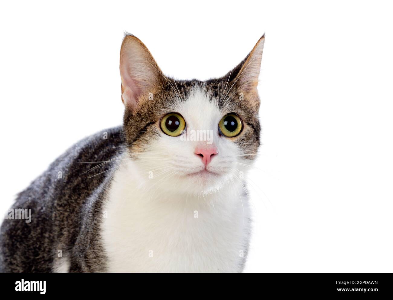 Cute cat with amazing green eyes isolated on a white background Stock ...