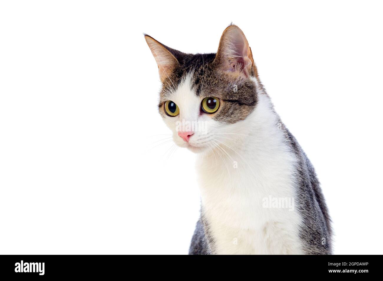 Cute cat with amazing green eyes isolated on a white background Stock ...