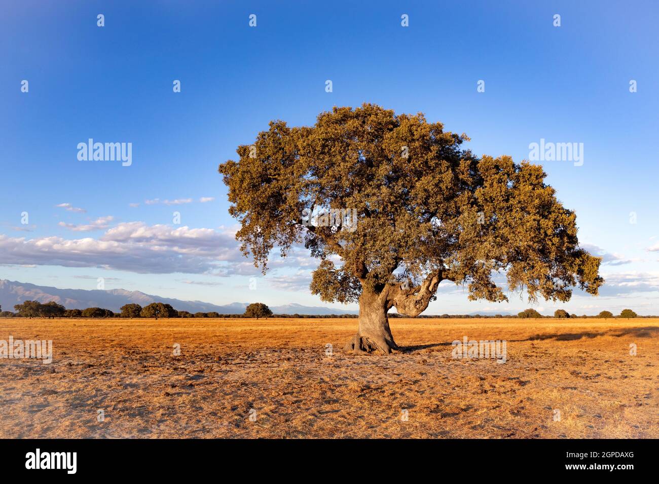 Spanish meadow in summer with a holm oak Stock Photo Alamy