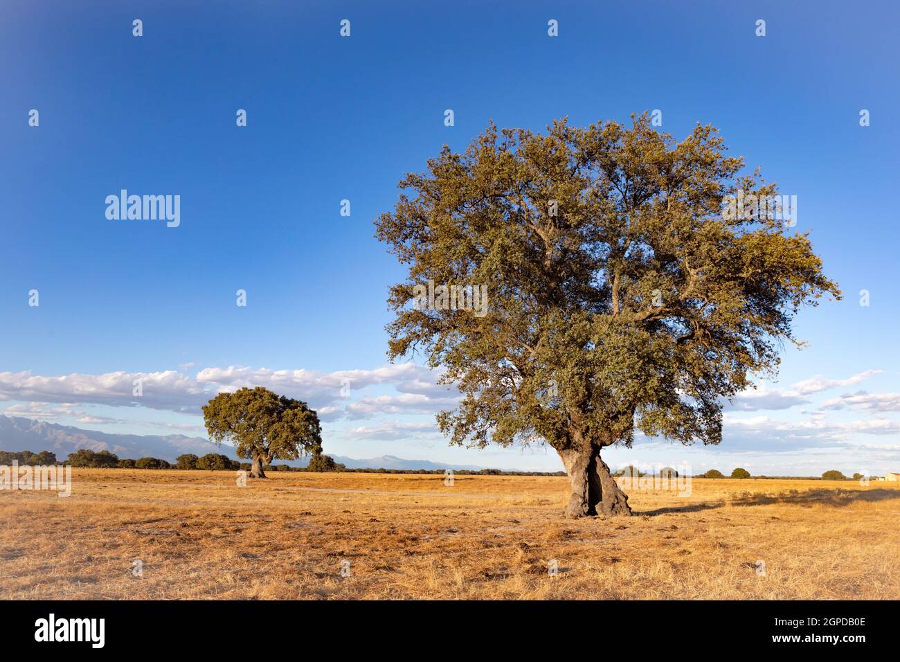 Spanish meadow in summer with a holm oak Stock Photo Alamy
