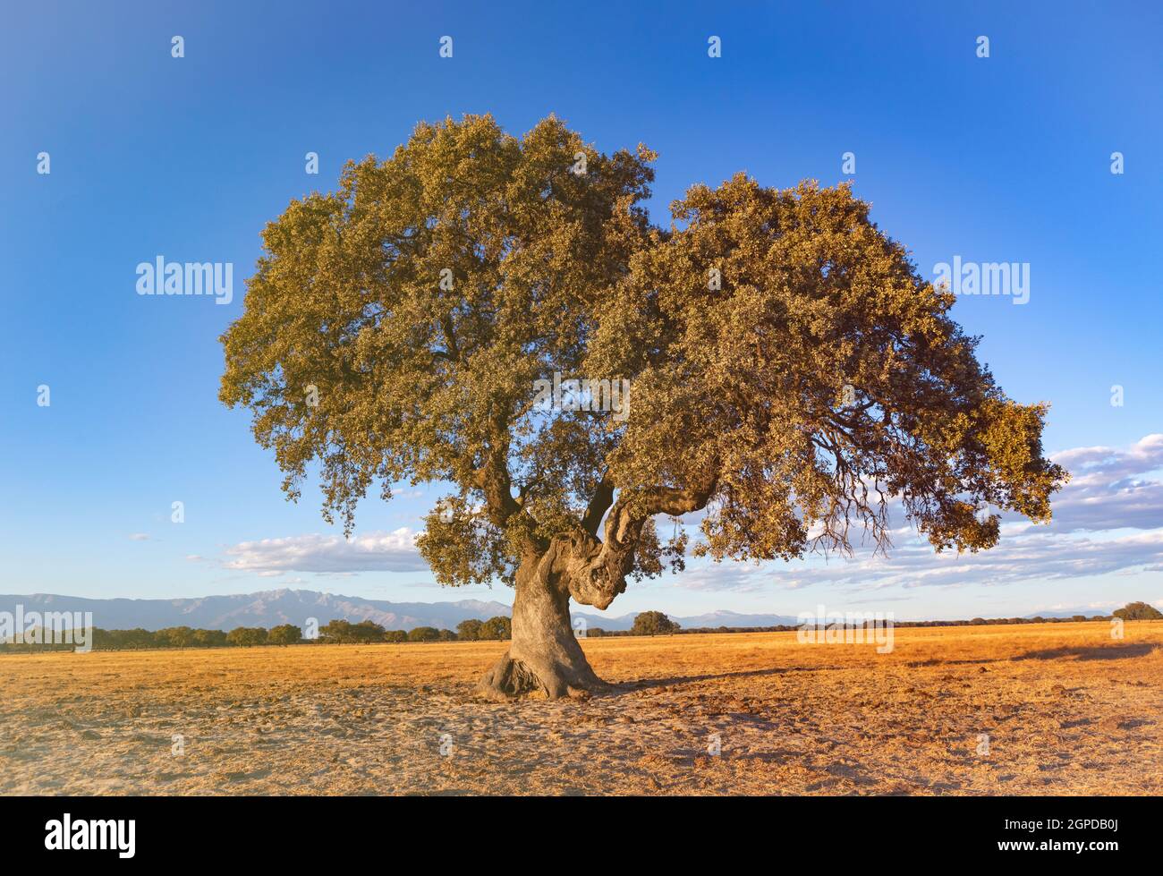 Spanish meadow in summer with a holm oak Stock Photo Alamy