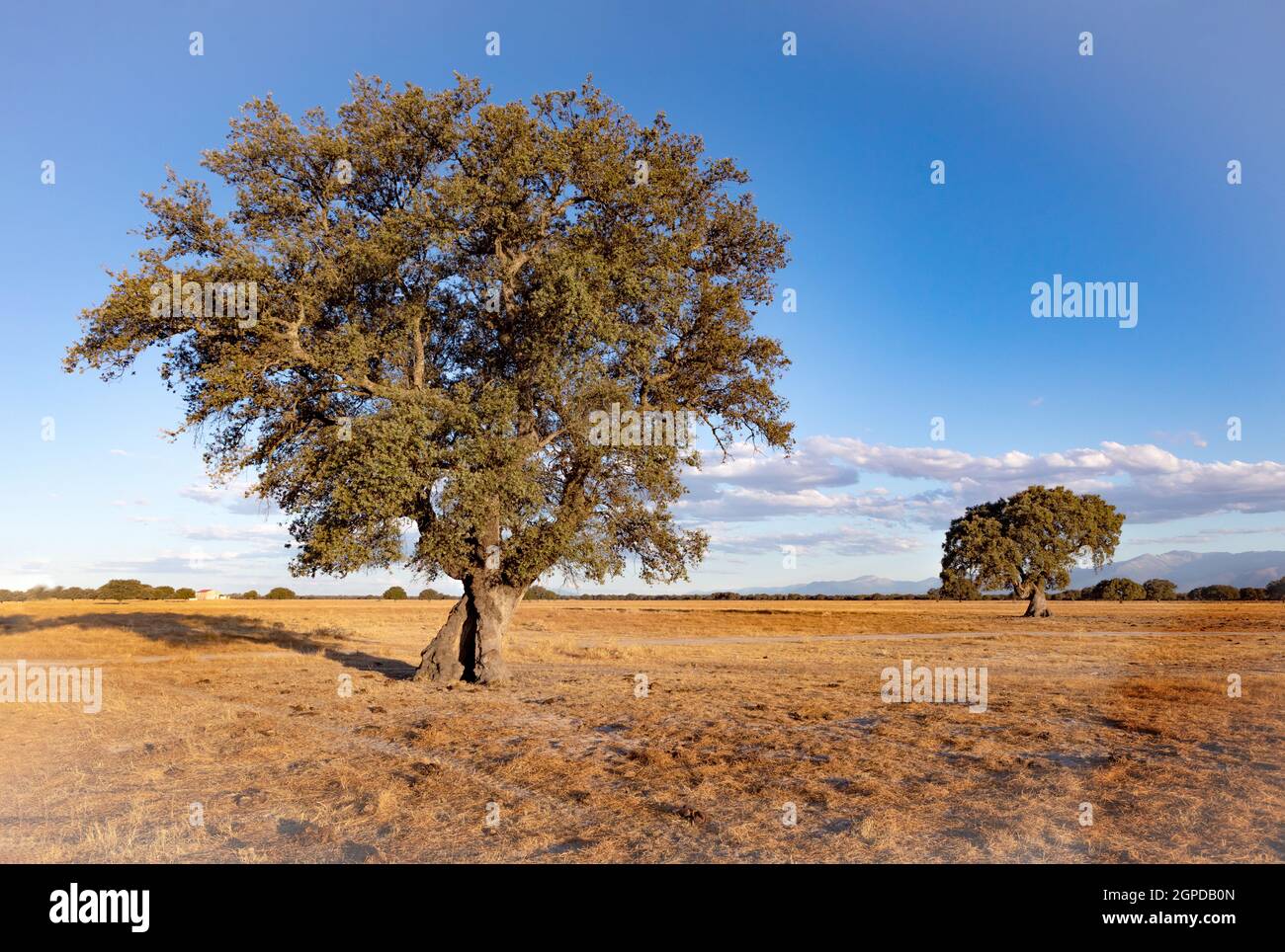 Spanish meadow in summer with a holm oak Stock Photo Alamy