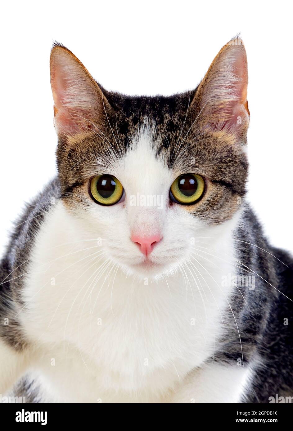 Cute cat with amazing green eyes isolated on a white background Stock ...