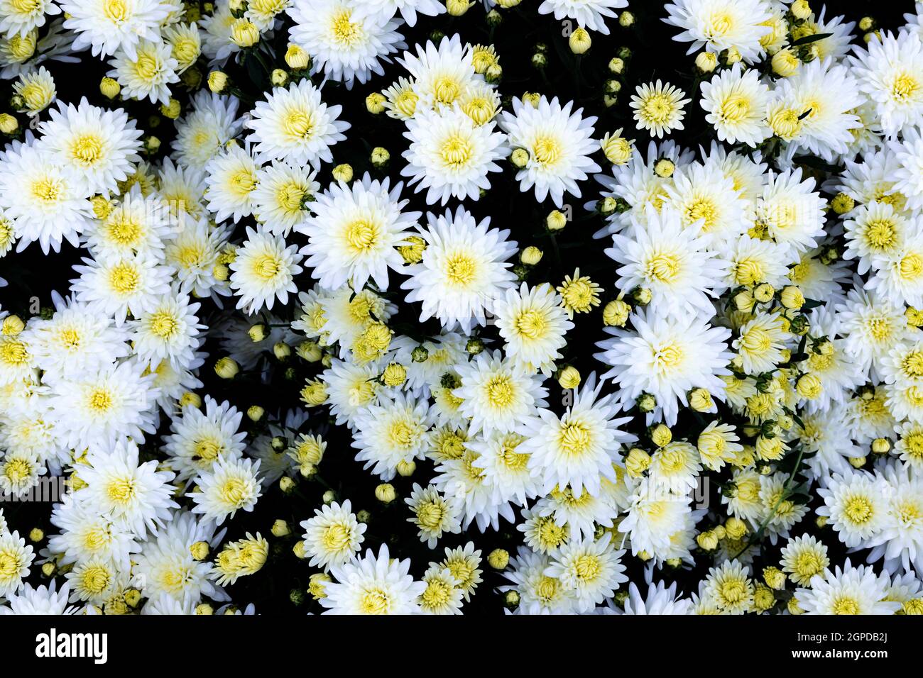 Selection of many colorful Flowers as a background Stock Photo - Alamy