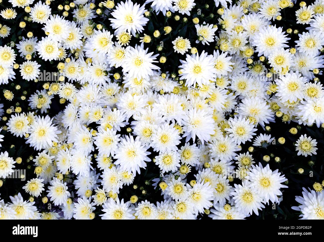 Selection of many colorful Flowers as a background Stock Photo - Alamy