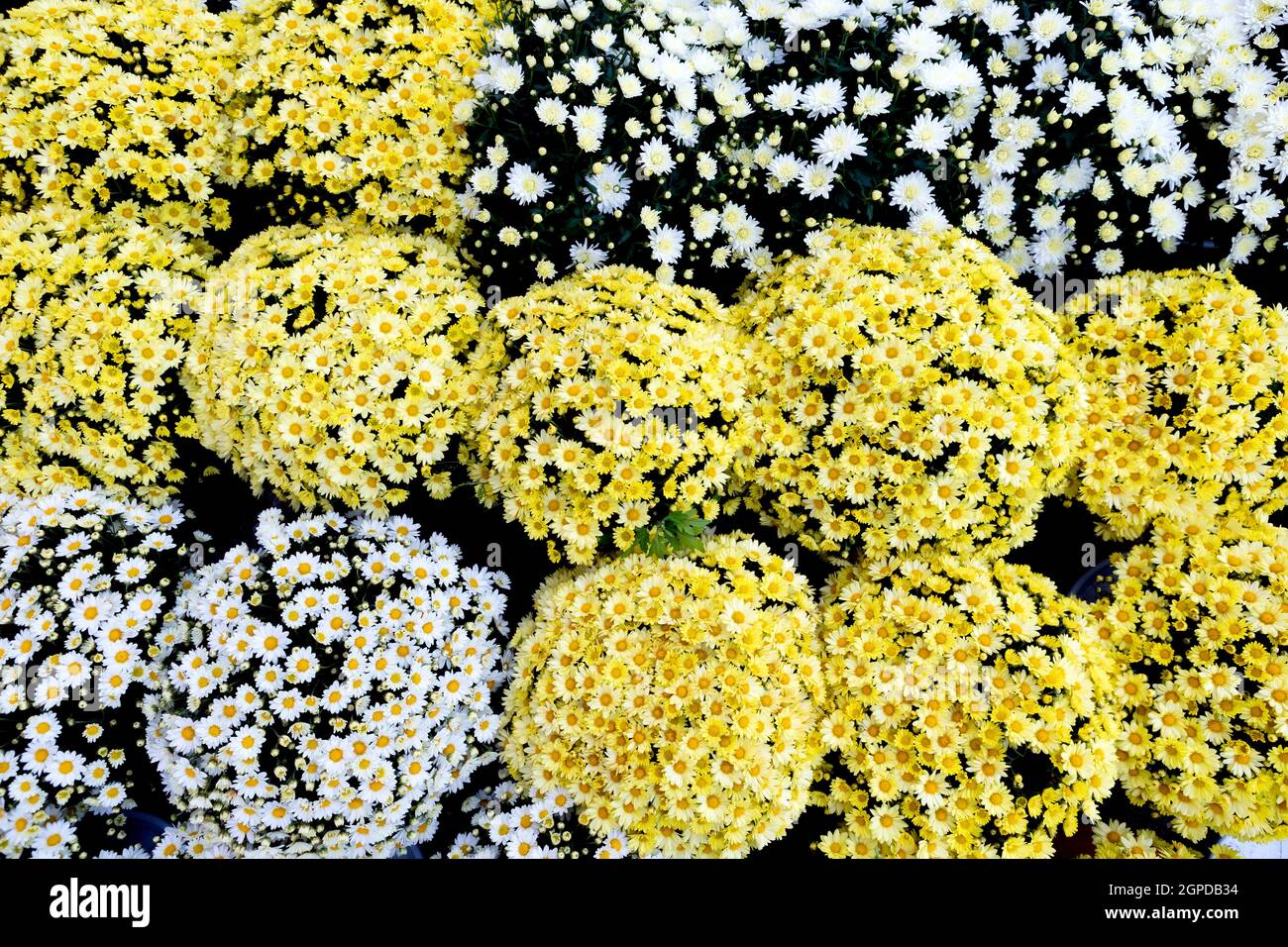 Selection of many colorful Flowers as a background Stock Photo - Alamy
