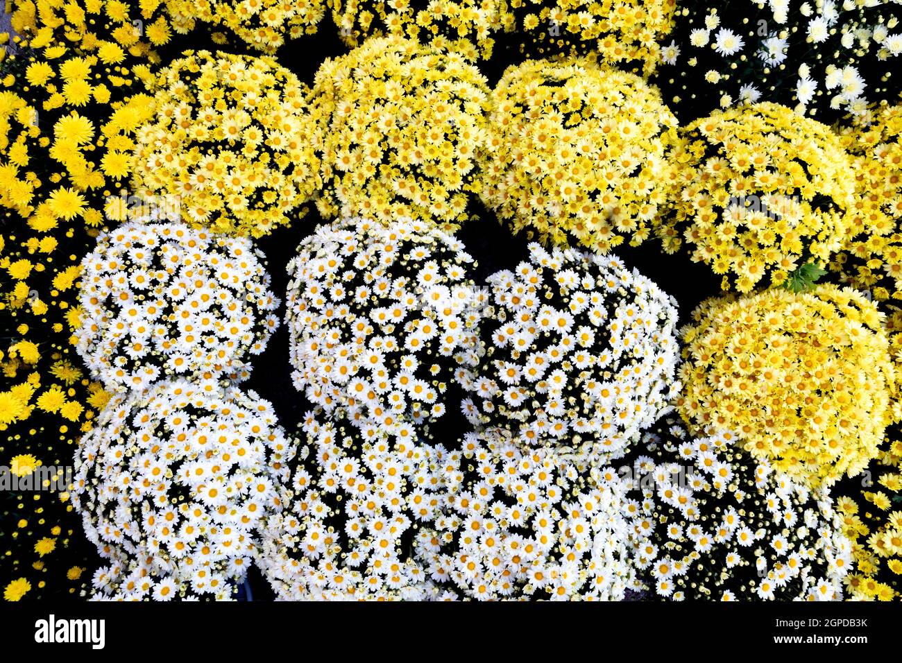 Selection of many colorful Flowers as a background Stock Photo - Alamy