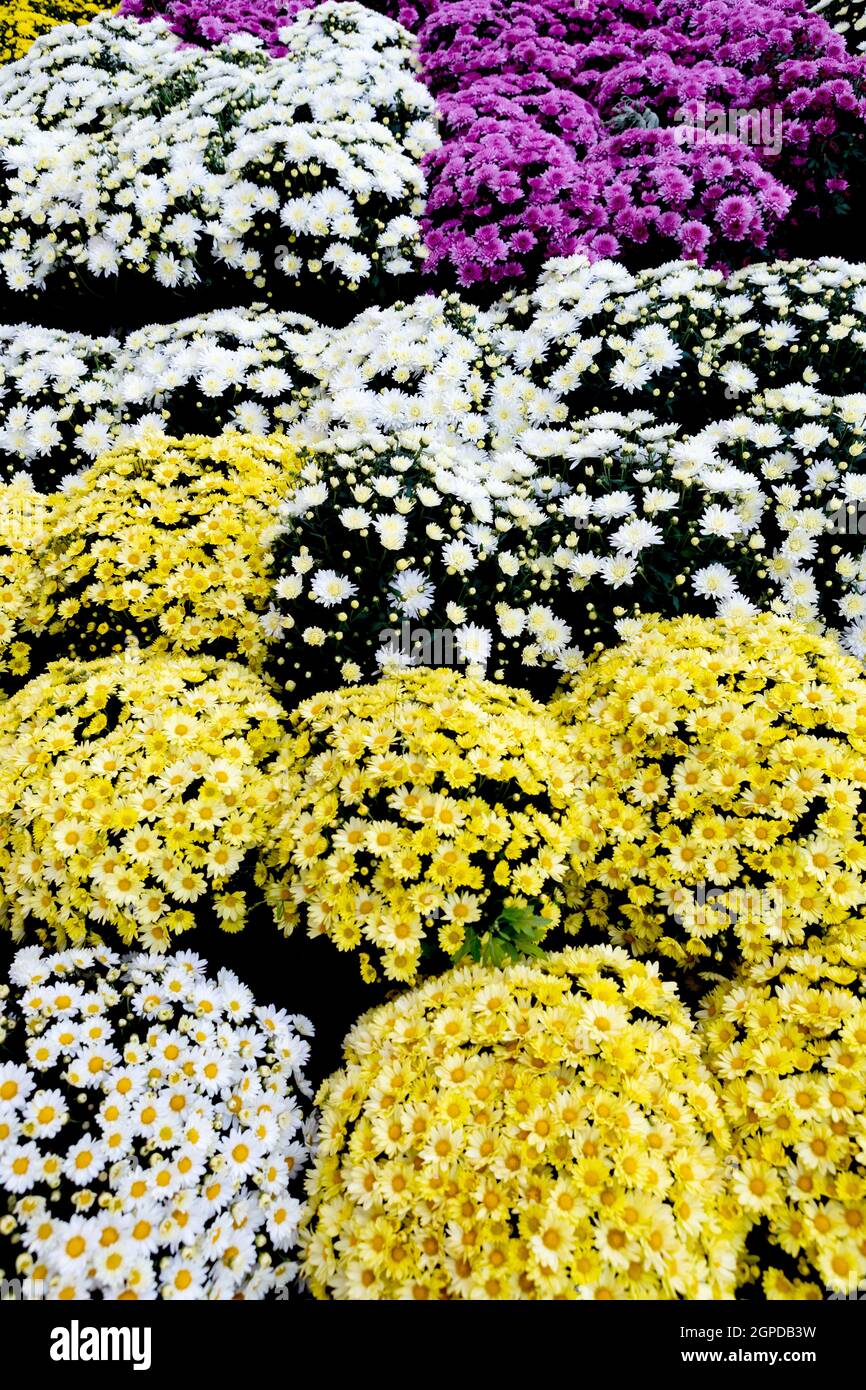 Selection of many colorful Flowers as a background Stock Photo - Alamy