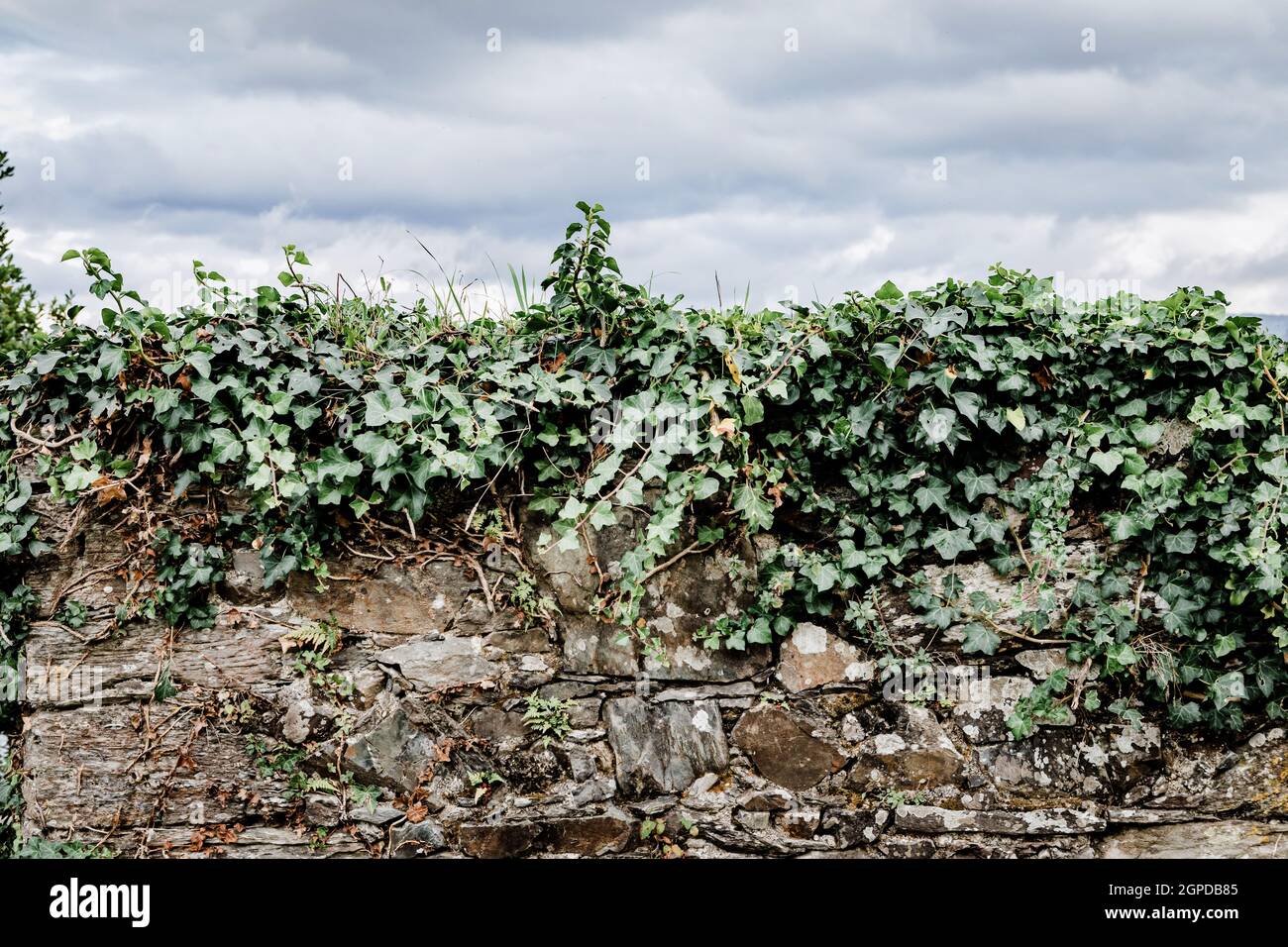 Old stone wall with ivy hi-res stock photography and images - Alamy
