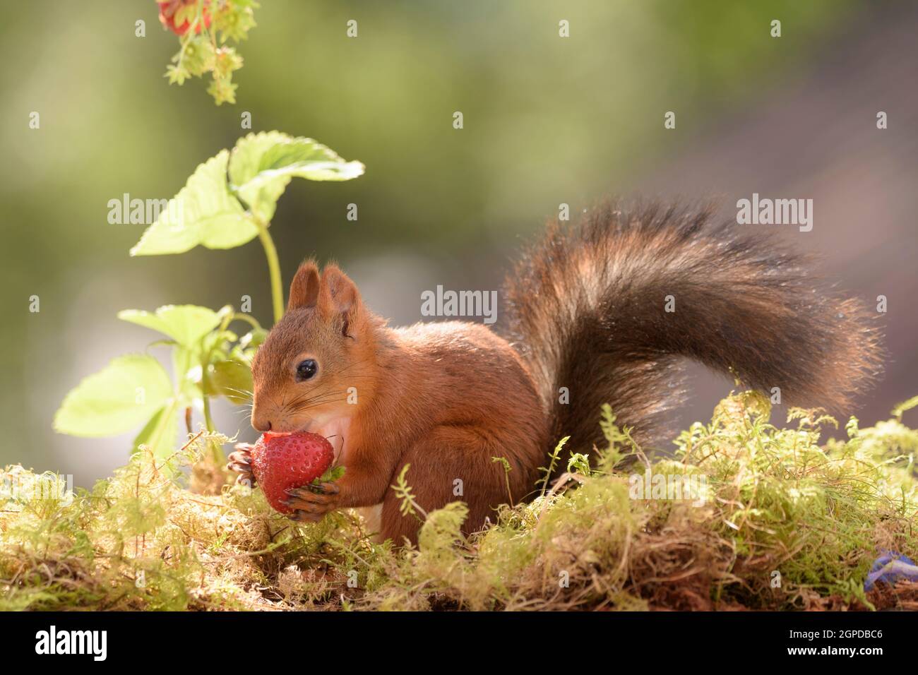 Squirrel eating strawberry hires stock photography and images Alamy