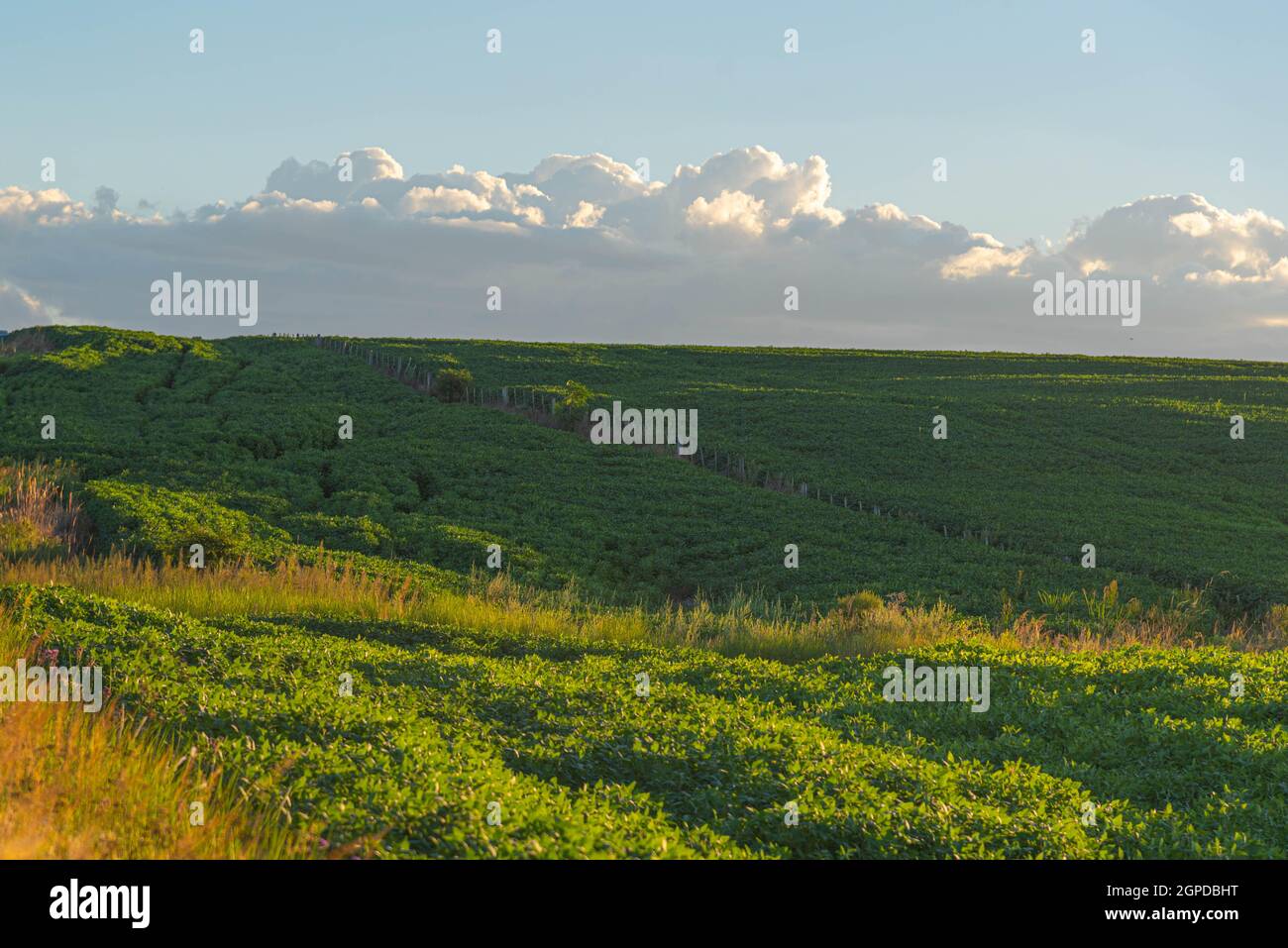 Soybean cultivation brazil hi-res stock photography and images - Alamy