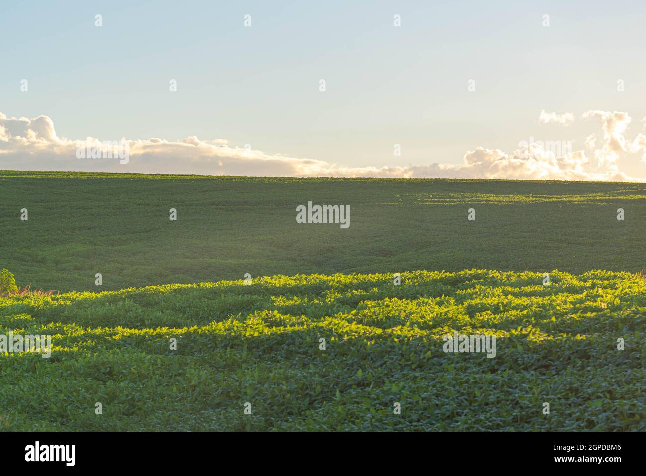 Soybean cultivation brazil hi-res stock photography and images - Alamy