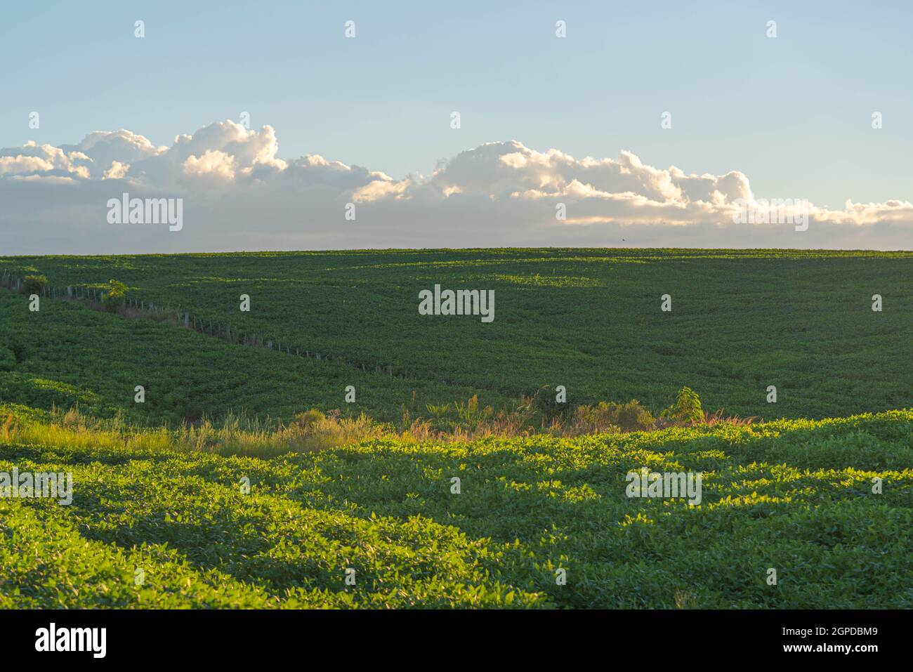 Soybean cultivation brazil hi-res stock photography and images - Alamy