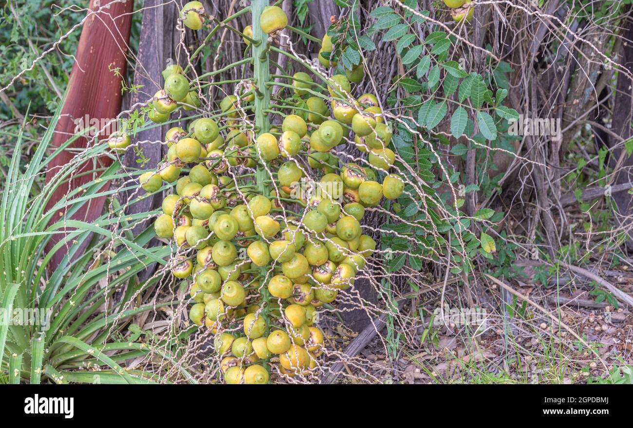 Bunch with fruits of the jerivá palm (Syagrus romanzoffiana) Stock Photo