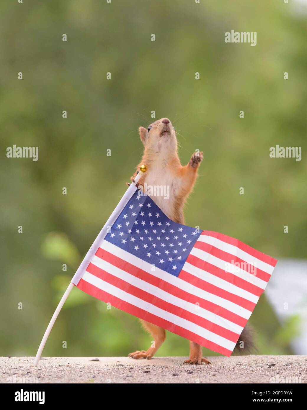 Red squirrel waving hi-res stock photography and images - Alamy