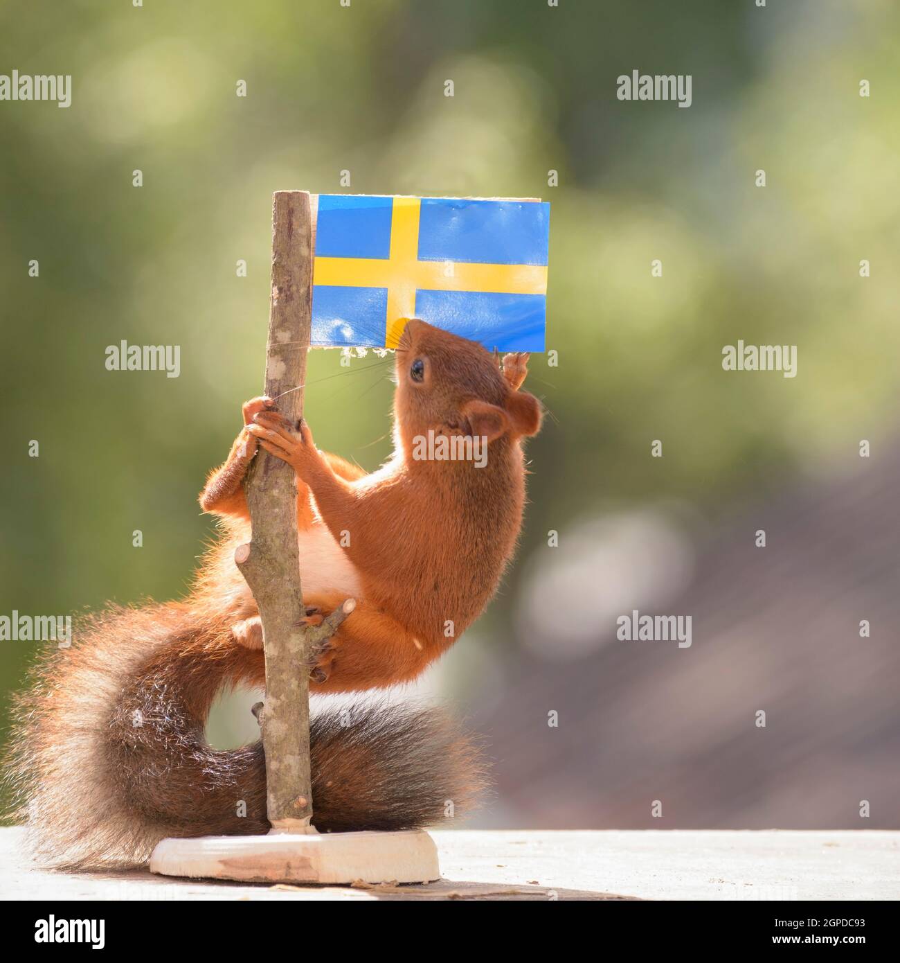 Under the swedish flag hi-res stock photography and images - Alamy
