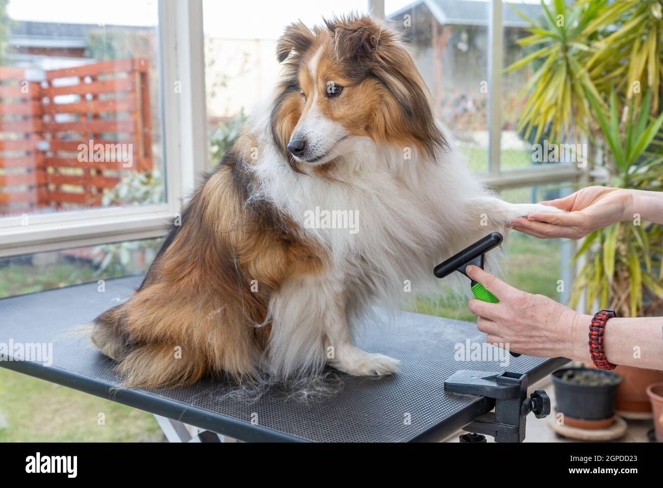 Trimming Sheltie Dog by professional brush. Dog is looking at