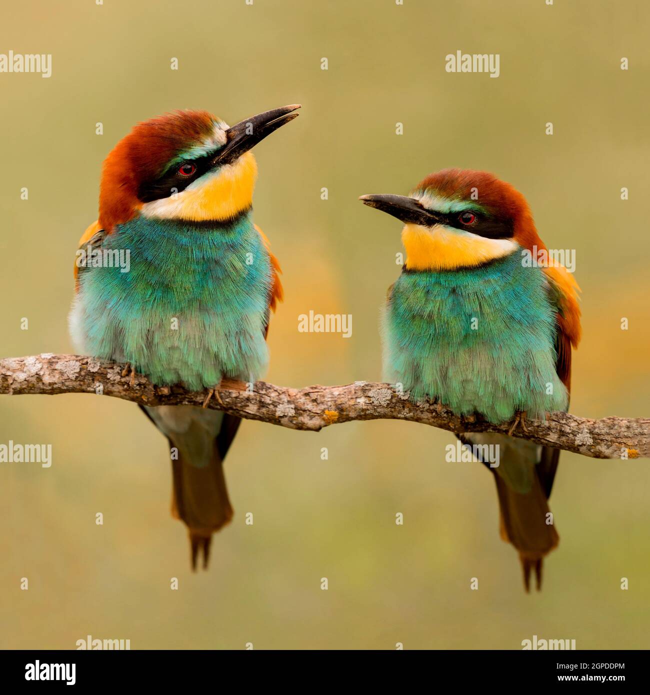 Couple of bee-eaters on a branch looking at each other Stock Photo