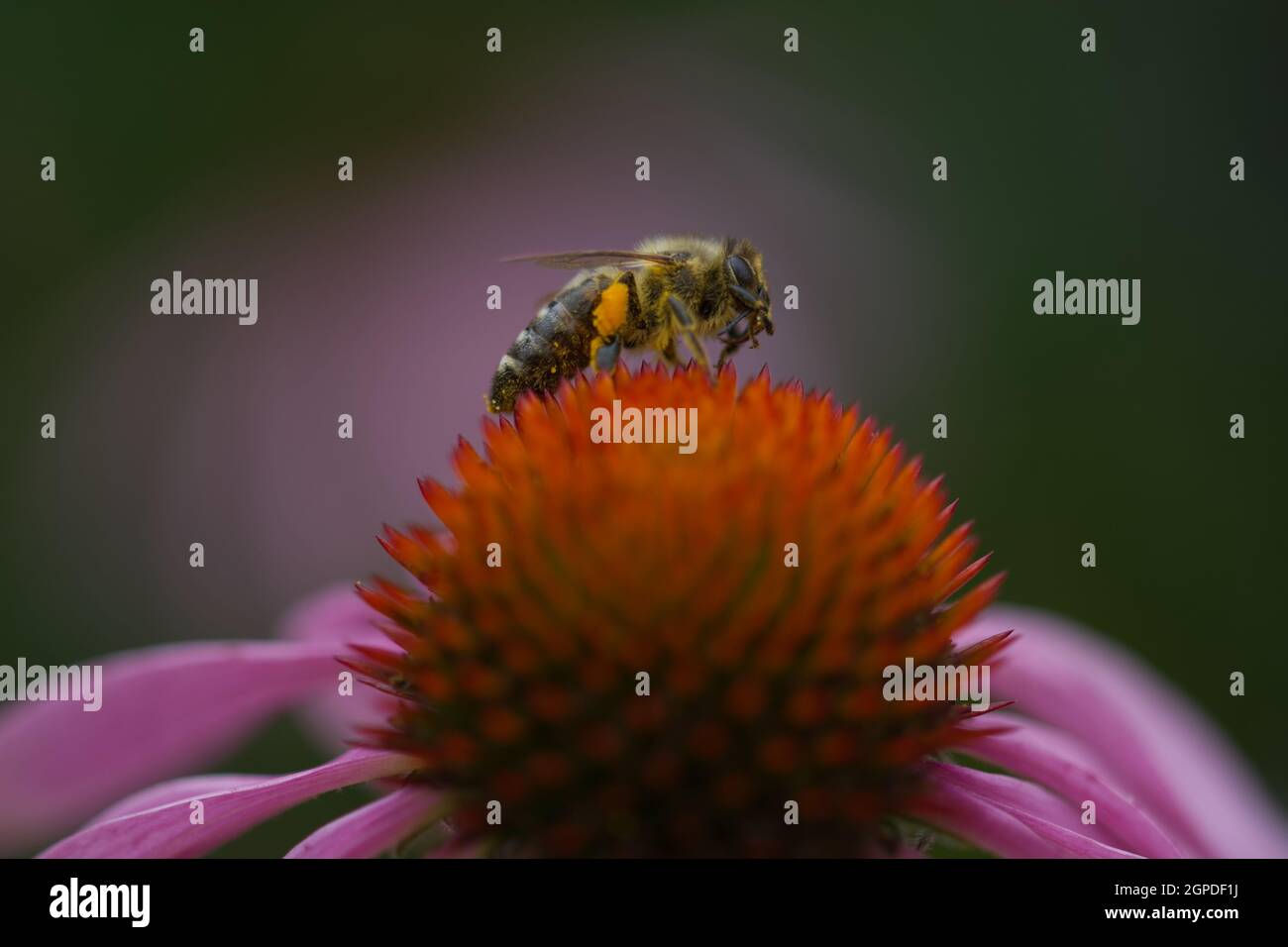 Ein Biene auf einer Ringelblume Stock Photo