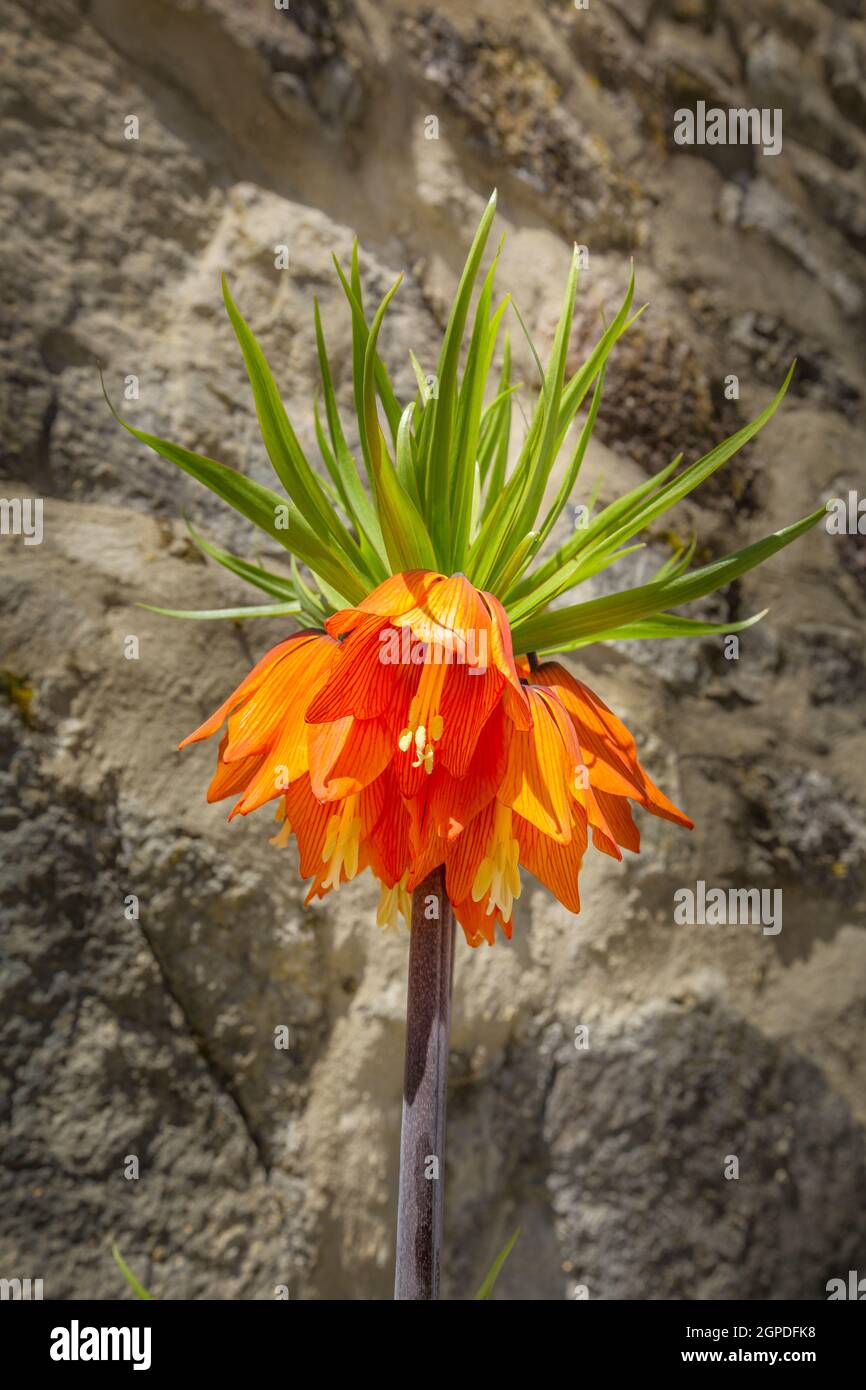 Bright orange flowers of the royal grouse, Fritillaria imperialis or crown imperial Stock Photo