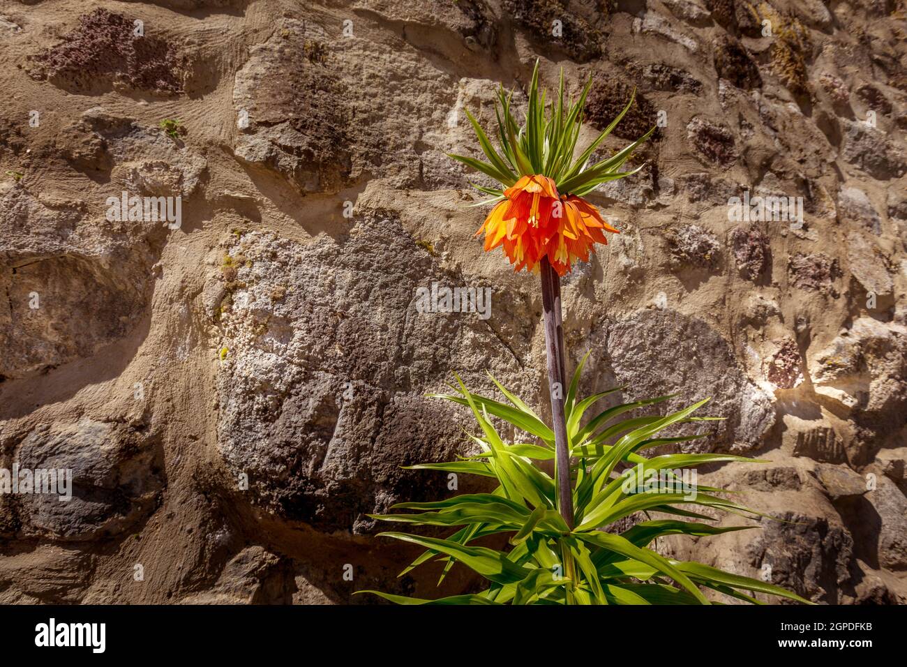 Bright orange flowers of the royal grouse, Fritillaria imperialis or crown imperial Stock Photo