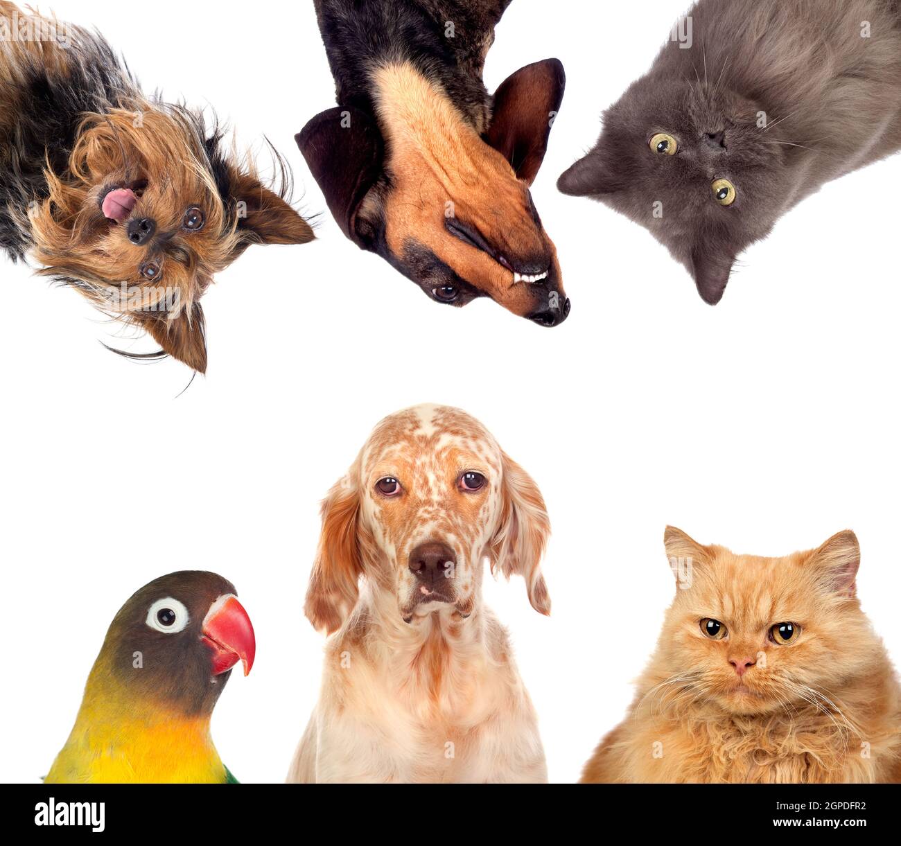Many pets isolated on a white background Stock Photo