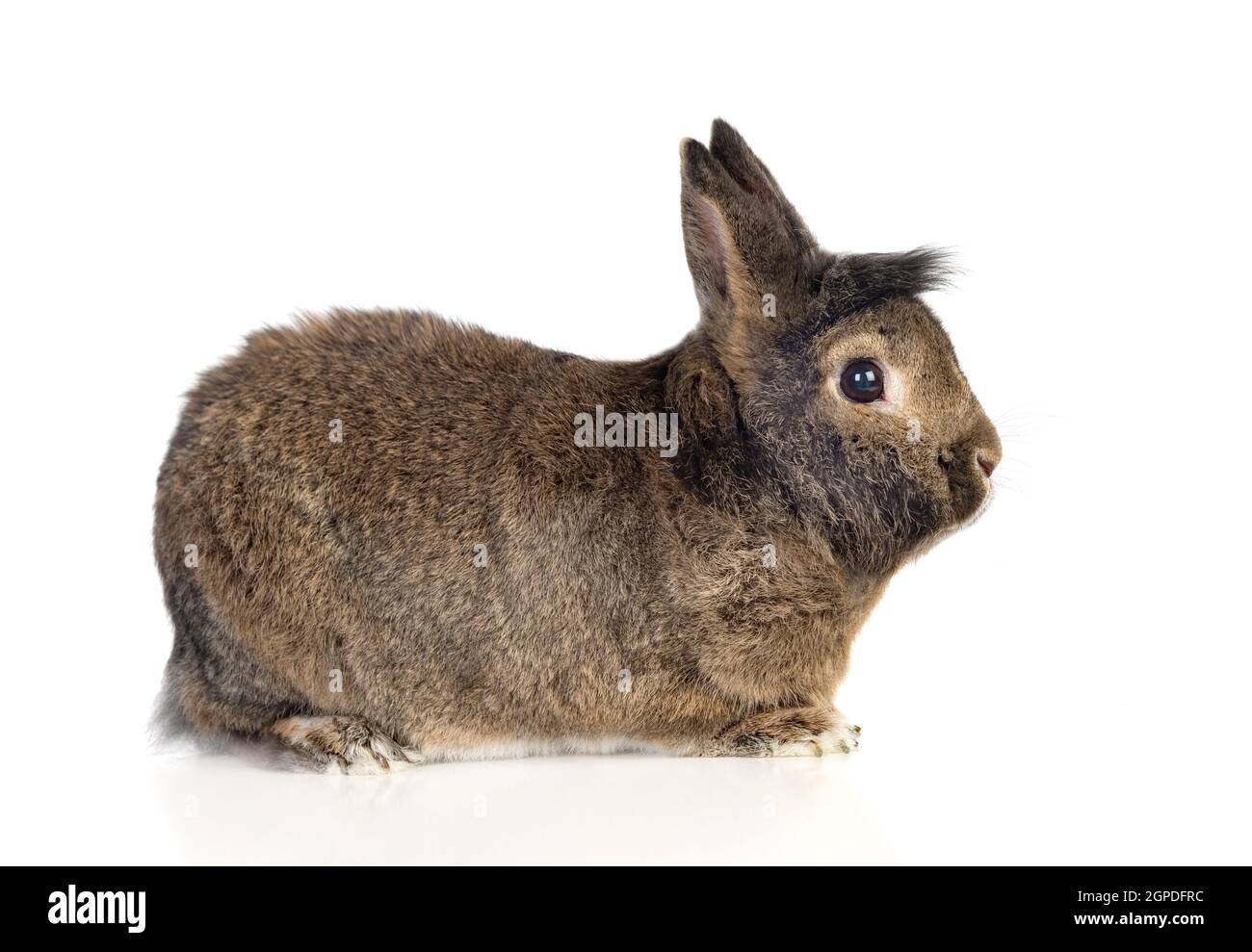 Brown rabbit isolated on a white background Stock Photo - Alamy