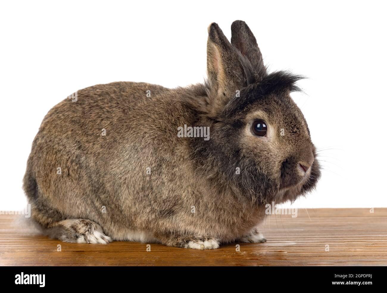 Brown rabbit isolated on a white background Stock Photo - Alamy