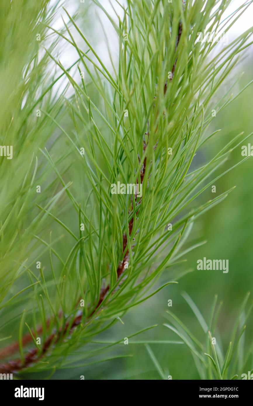 Detailed view young pine hi-res stock photography and images - Alamy