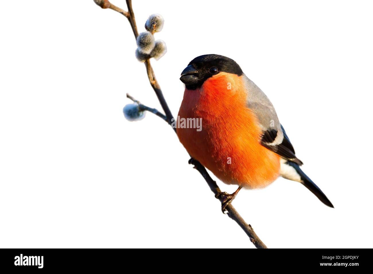 Eurasian bullfinch, pyrrhula pyrrhula, sitting on twig isolated on white background. Little orange bird looking on a blooming willow branch in spring Stock Photo
