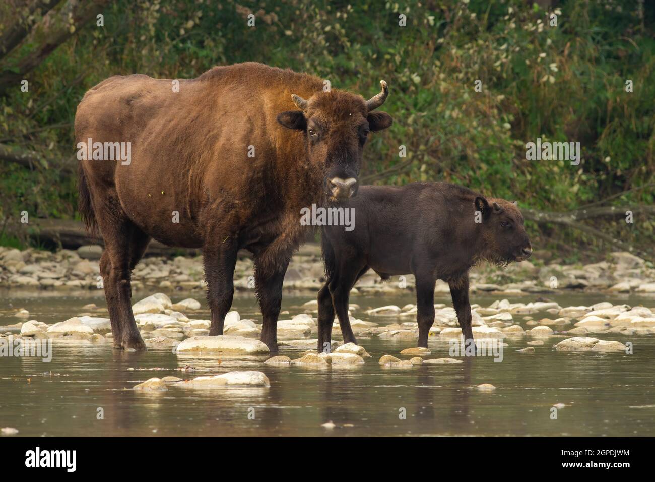 Two european bisons, bison bonasus, crossing the water in summer nature ...