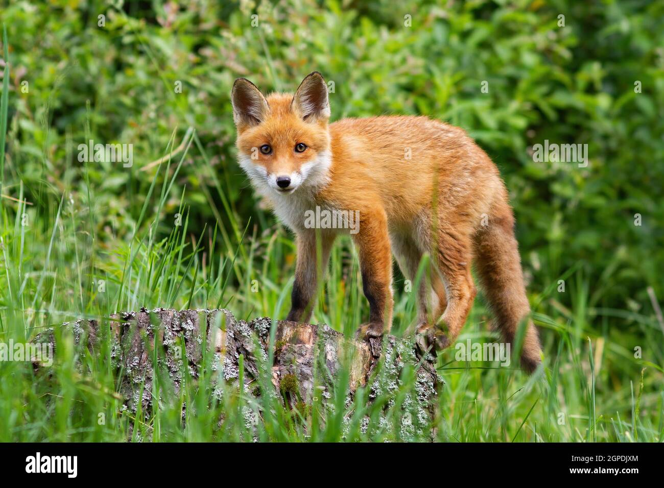 Cute potrait of young red fox, vulpes vulpes, standing on the stub in the forest. Curious orange canine posing in the grass culms. Interested wild ani Stock Photo