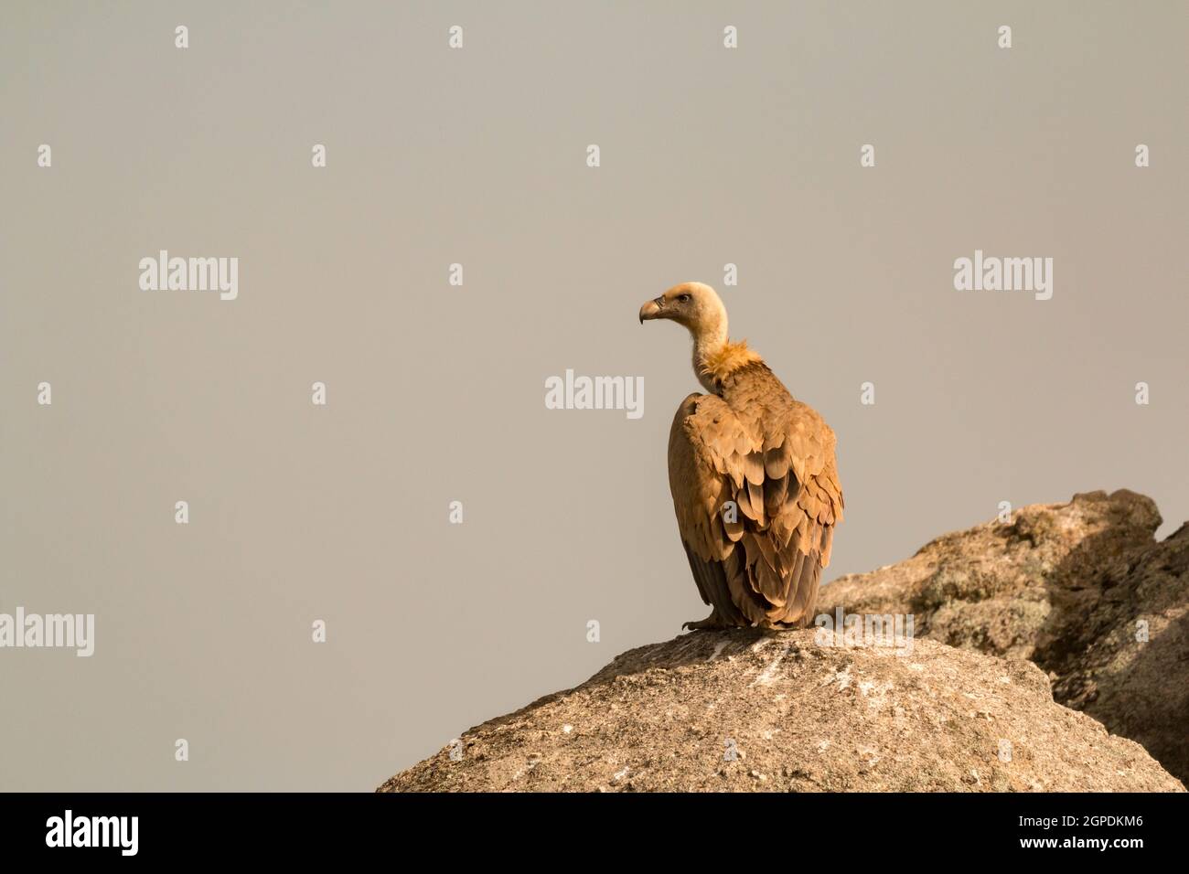 Portrait of a brown adult vulture on a big stone Stock Photo