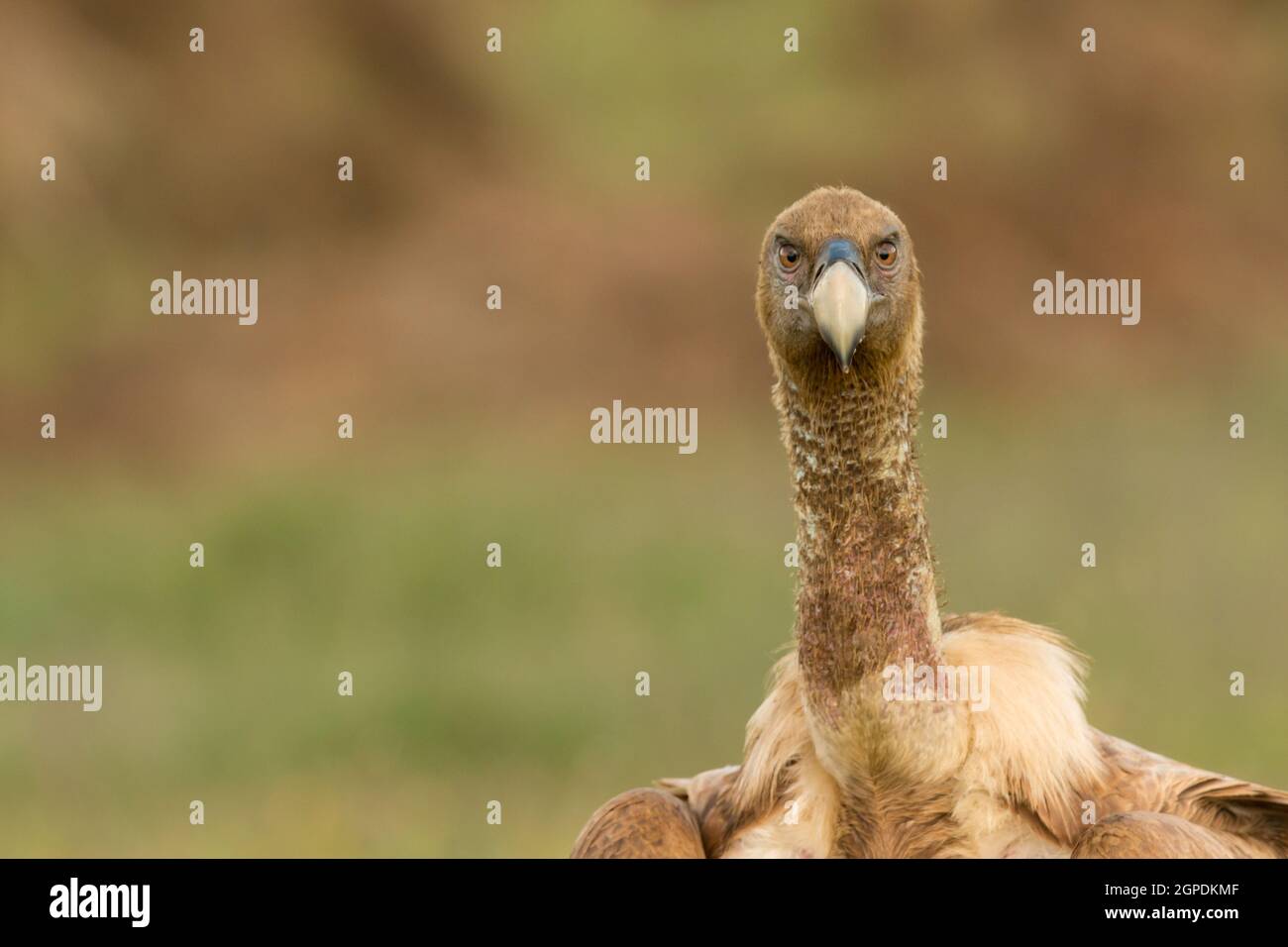 Portrait of a young vulture in the nature Stock Photo