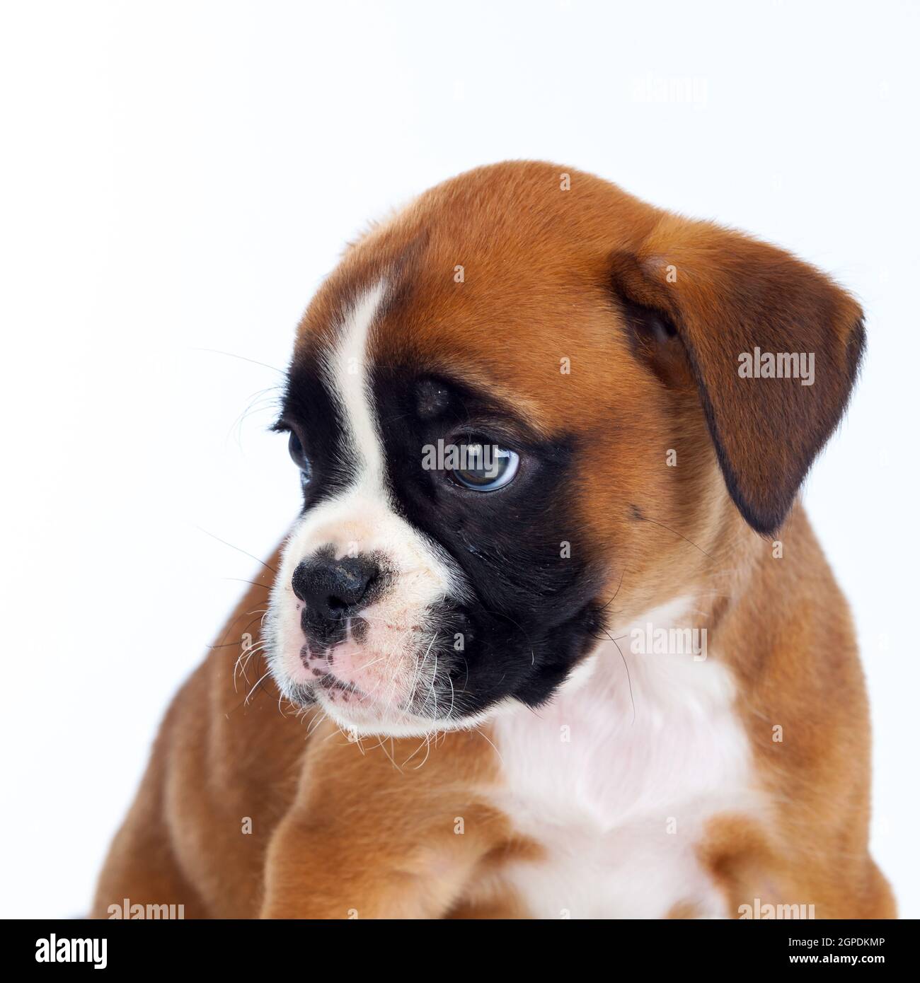 Adorable boxer puppy sitting on a isolated white background Stock Photo -  Alamy