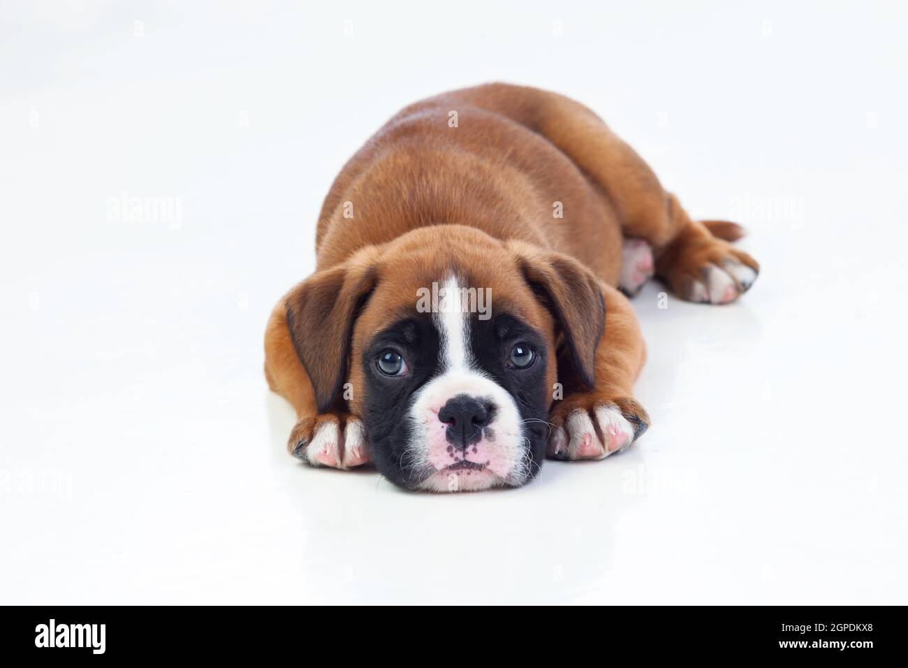 Adorable puppy lying on the floor isolated on white background Stock ...