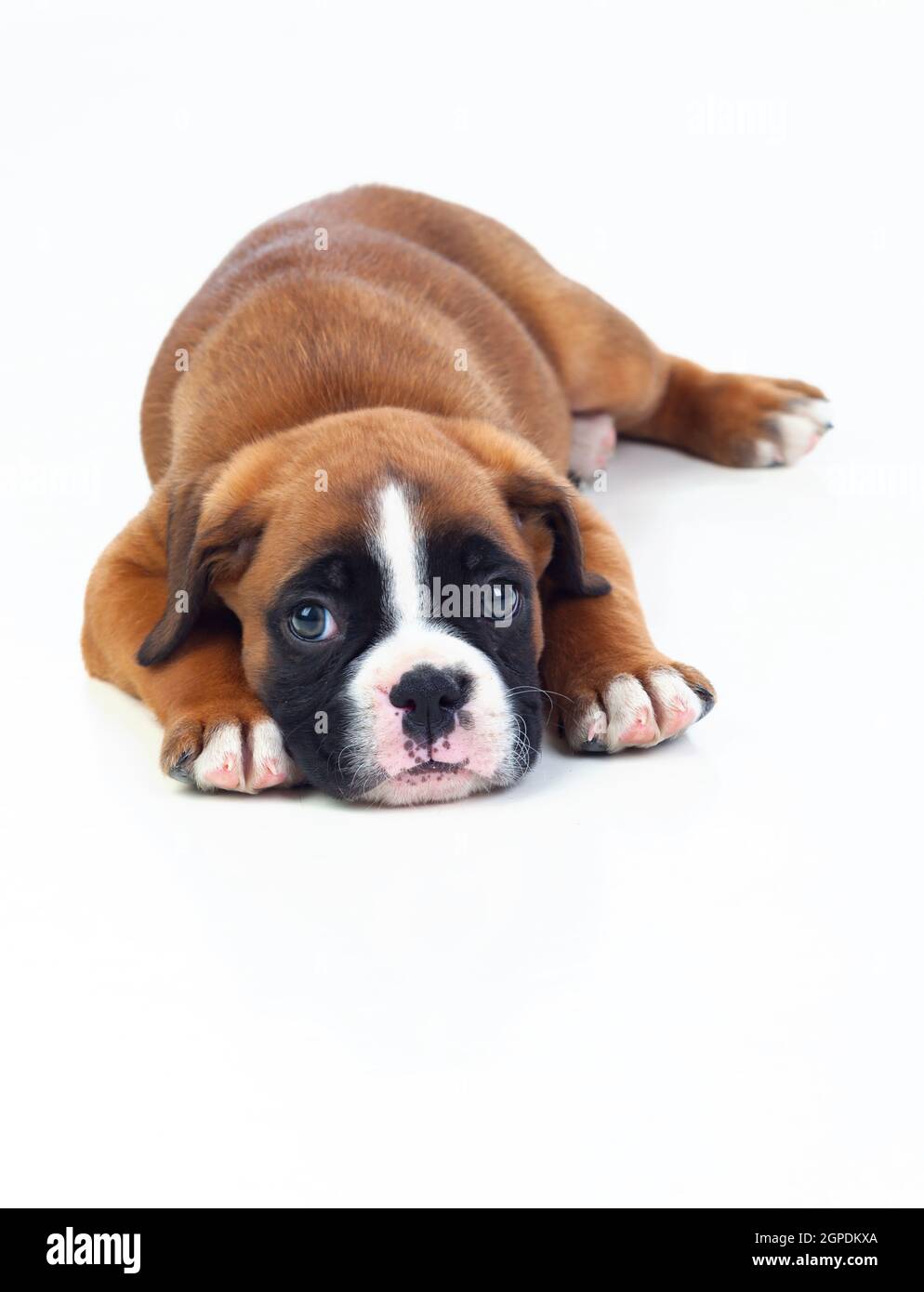 Adorable puppy lying on the floor isolated on white background Stock ...