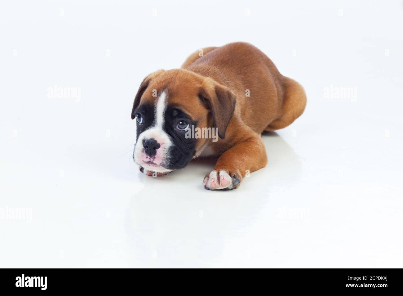 Adorable puppy lying on the floor isolated on white background Stock ...