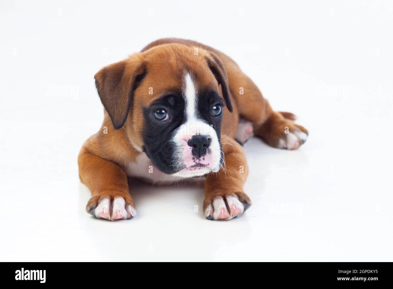 Adorable puppy lying on the floor isolated on white background Stock ...