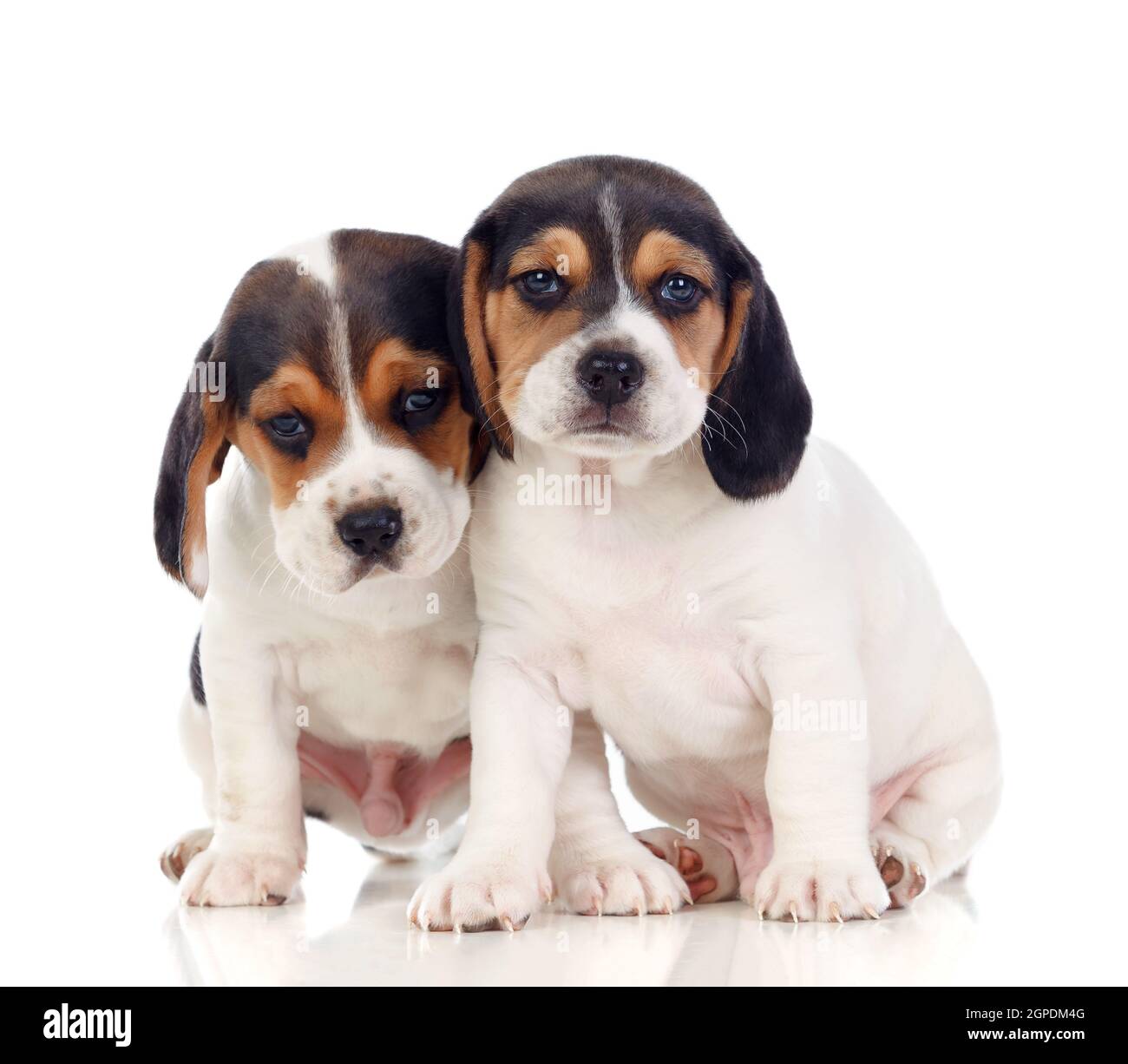 Two beautiful beagle puppies isolated on a white background Stock Photo ...