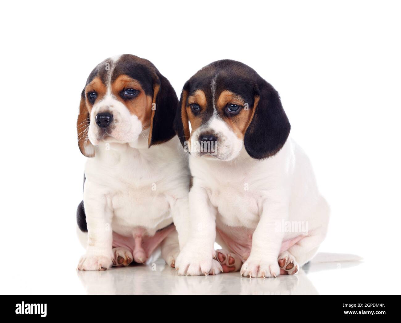 Two beautiful beagle puppies isolated on a white background Stock Photo ...
