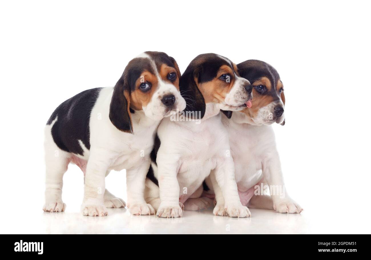 Three beautiful beagle puppies isolated on a white background Stock ...
