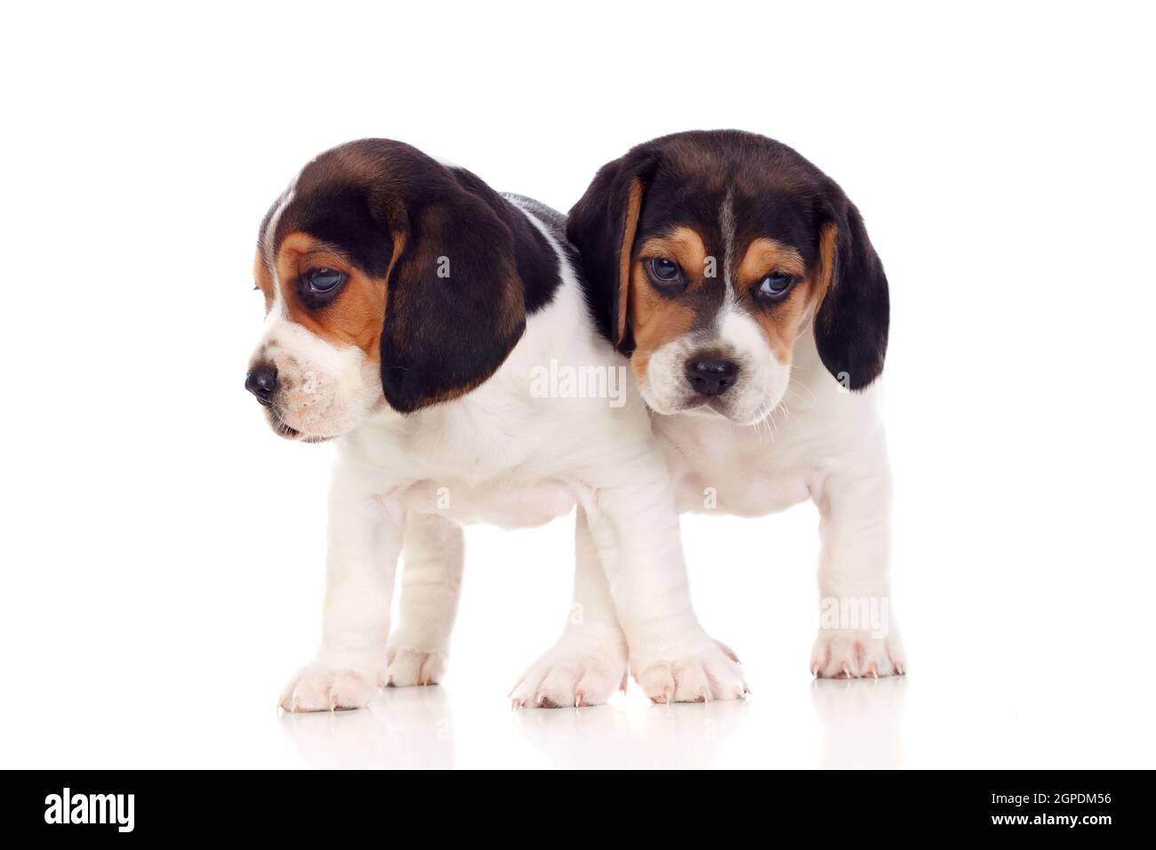 Two beautiful beagle puppies isolated on a white background Stock Photo ...