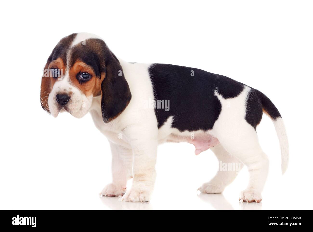 Beautiful beagle puppi brown and black isolated on a white background Stock Photo