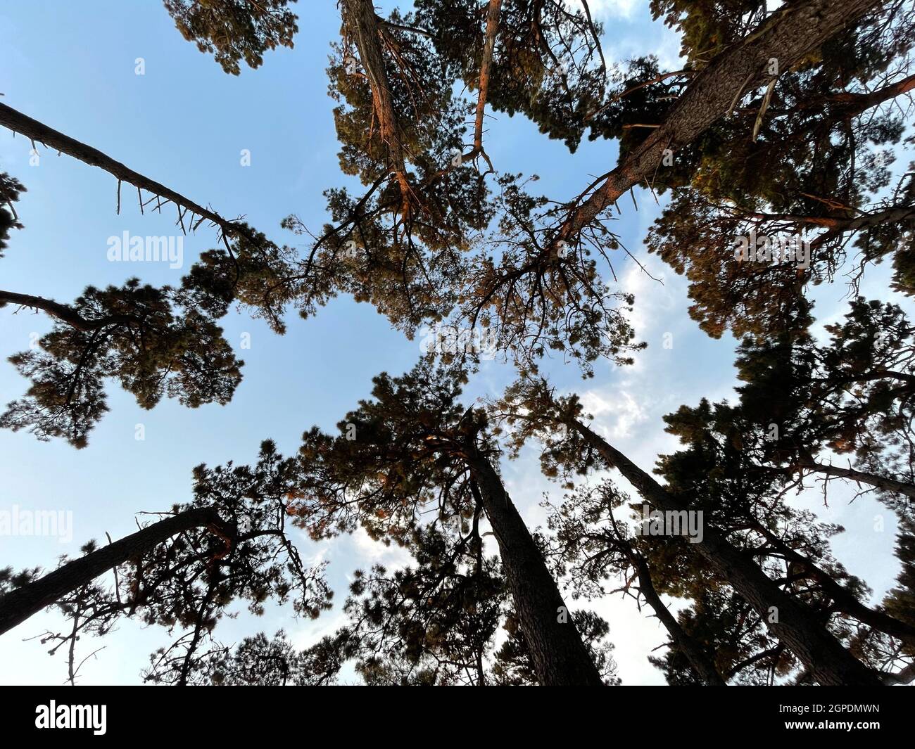 Zenith Sunset R Photograph of a spectacular zenith sunset between giant trees and an ...
